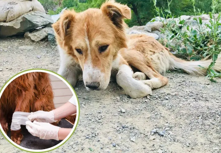 A sad-looking dog lies on the ground while a close-up shows a paw being bandaged.