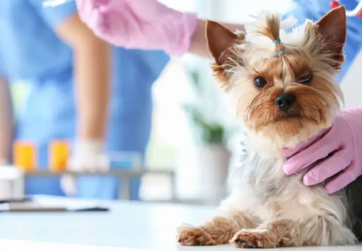 Un yorkshire terrier con il morbo di Cushing, sperando in una cura. Il veterinario prepara un'iniezione.