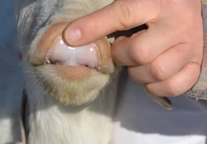 Gengive pallide di un cane, sintomo di anemia. Un dito solleva il labbro per mostrare la mucosa.