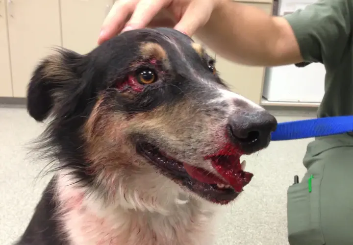 Cane ferito con sangue sul muso e intorno agli occhi. Potrebbe essere un segno di trauma alla colonna vertebrale, ma servono altri sintomi per confermarlo.