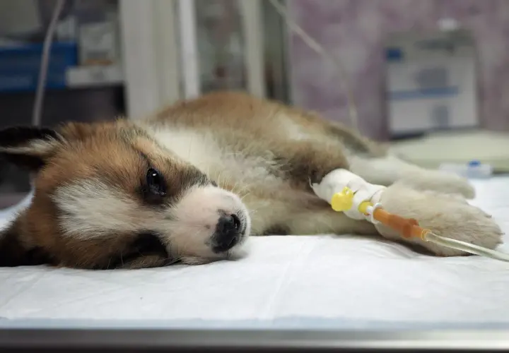 Cucciolo malato con flebo, uno dei parvovirosi cane sintomi è la letargia.