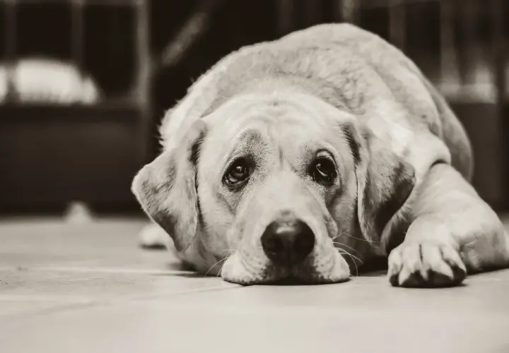 Un cane con sguardo triste, forse soffre di artrite. Le sue zampe sono distese, il muso appoggiato a terra.