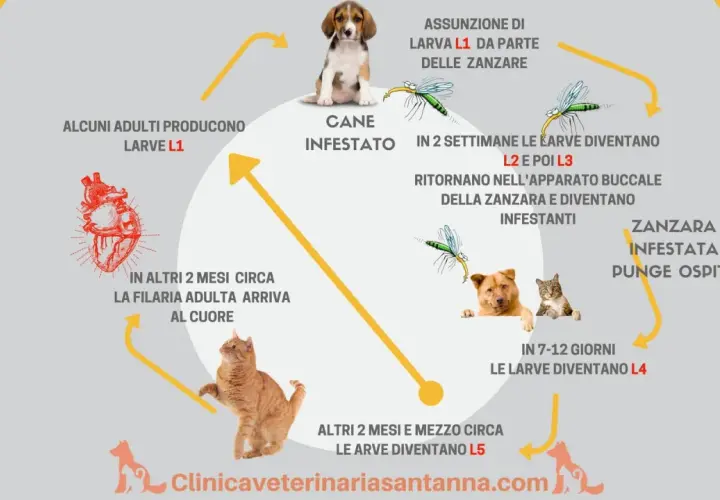 Ciclo della filaria nel cane: le zanzare trasmettono larve L1, che si sviluppano in L3 e poi L4, fino a raggiungere il cuore del cane.