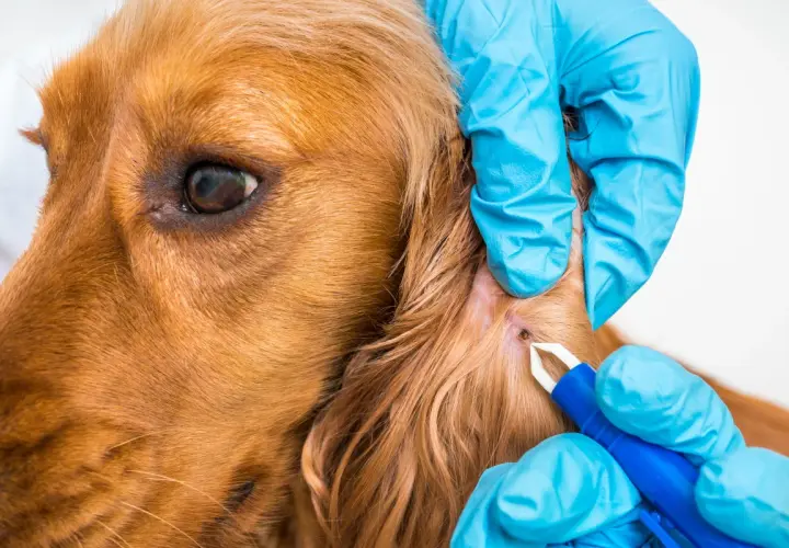Mani guantate rimuovono una zecca da un cane marrone.
