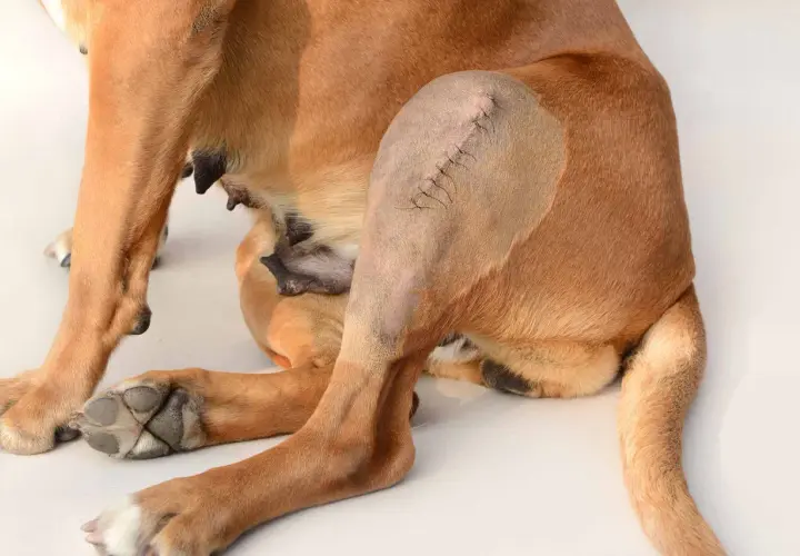 Cane con zoppia post-operatoria, probabile rottura legamento crociato posteriore cane quando necessario operare.