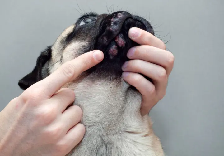 Mani esaminano le croste nere sulla pelle del muso di un cane, forse un segno di infezione o allergia.