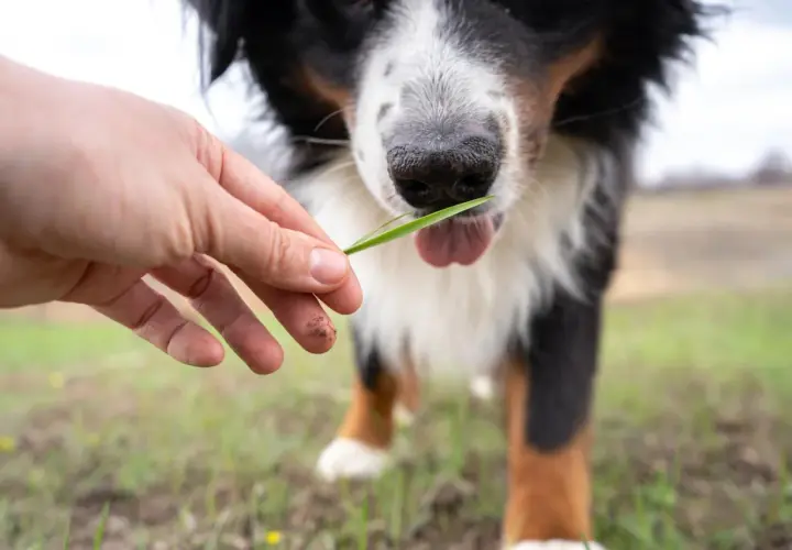 Un cane di razza Bernese sta per mangiare un filo d'erba offerto da una mano.