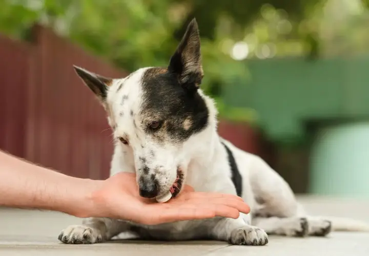 Un cane bianco e nero riceve una pillola da una mano. Potrebbe essere un trattamento per una malattia autoimmune del cane.