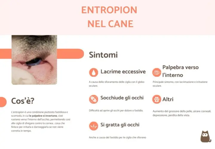 Occhio di cane con entropion, dove le palpebre si rivolgono verso l'interno causando irritazione.