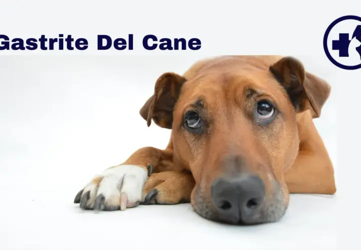 Cane con sguardo triste, forse affetto da gastrite. I sintomi possono includere vomito e inappetenza.
