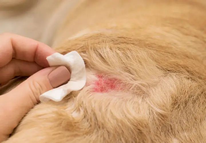 Mano pulisce una zona arrossata sul pelo di un cane, forse causata da mosche o irritazione.