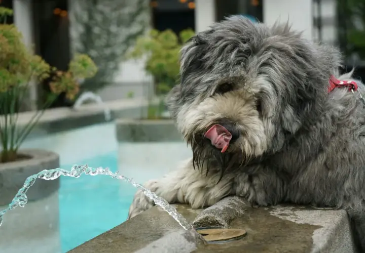 Cane con pelo grigio vicino a una fontana, leccandosi le labbra. Potrebbe essere un segno di cane disidratato, sintomi da non sottovalutare.