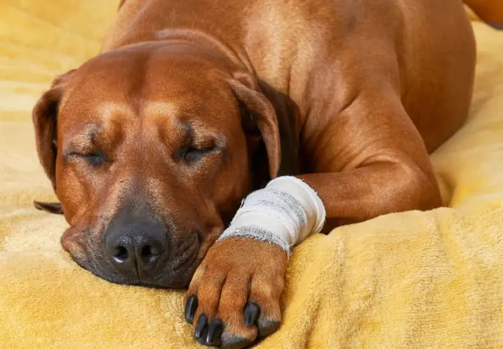 Cane marrone riposa con zampa fasciata, in attesa del tempo di cicatrizzazione della ferita.