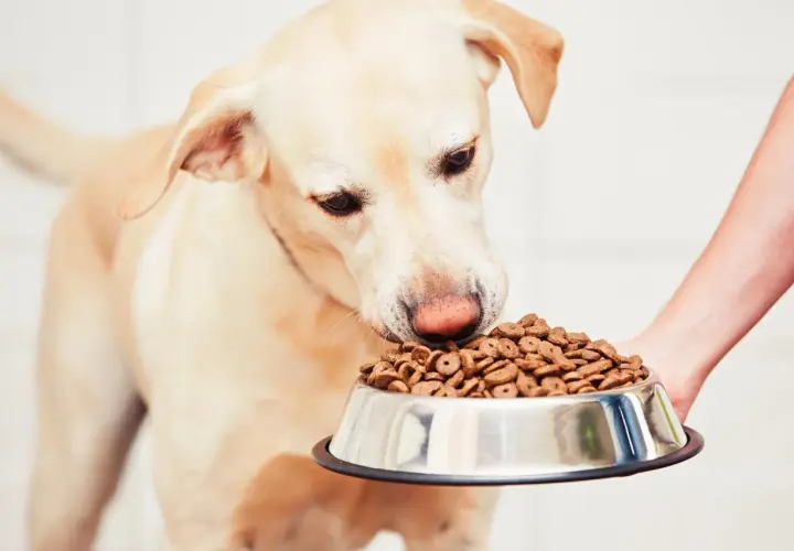 Un cane obeso annusa con avidità una ciotola piena di croccantini, tenuta da una mano.