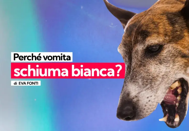 Un cane vomita schiuma bianca, un sintomo preoccupante che potrebbe indicare avvelenamento.