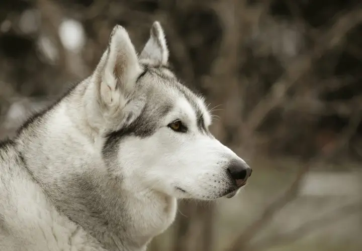 Primo piano di un cane Husky con pelo bianco e grigio. Attenzione: lo xilitolo è tossico per i cani.