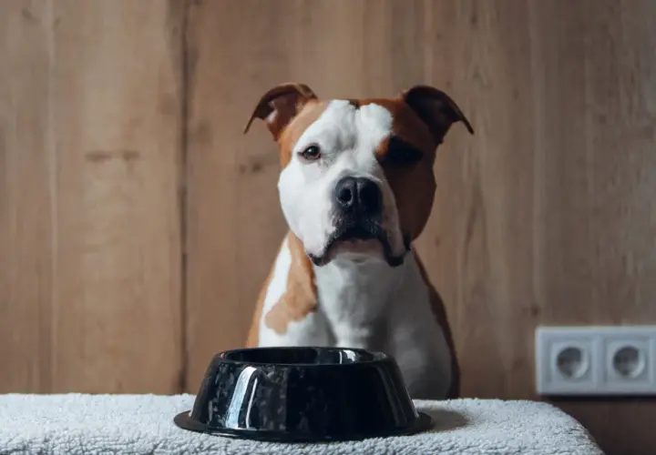 Un cane di razza mista, con macchie bianche e marroni, guarda una ciotola vuota. Nonostante mangi poco, questo cane mangia poco ma sta bene, dimostrando la sua salute.