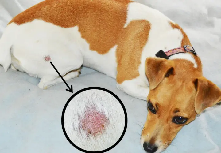 Cane con macchia rossa sulla pelle, ingrandita in un cerchio. Potrebbe essere l'inizio di una tigna cane.