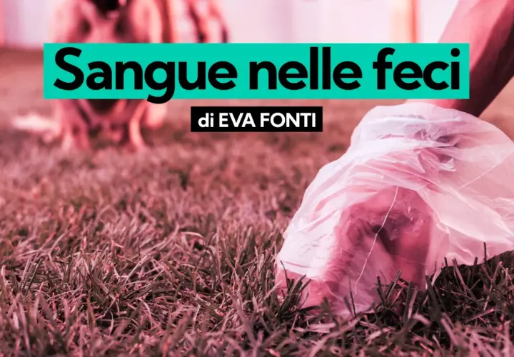 Mano con sacchetto raccoglie feci di cane, forse segno di dissenteria.