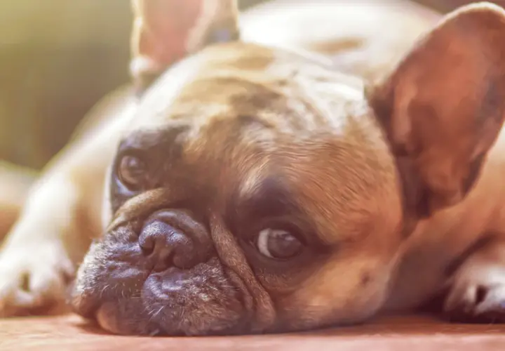 Un cane di razza bulldog francese, con un'espressione un po' malinconica, forse preoccupato per un'escherichia coli.