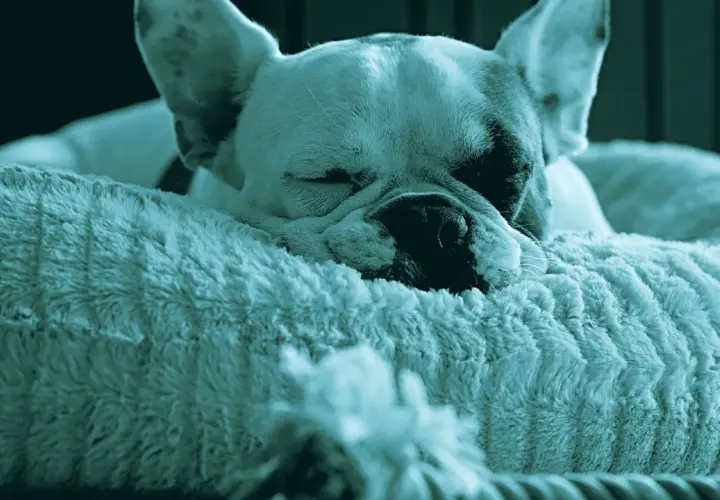 Un cane che russa dorme beatamente su un morbido cuscino. Le sue orecchie sono rilassate e il muso affonda nel pelo soffice.