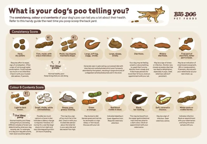 Guida alla salute del cane: feci scure possono indicare problemi gastrointestinali. Osserva colore e consistenza.