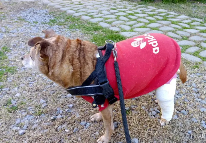 Cane con gamba fasciata, indossa una maglietta rossa Adidas. Recupero post intervento crociato cane.
