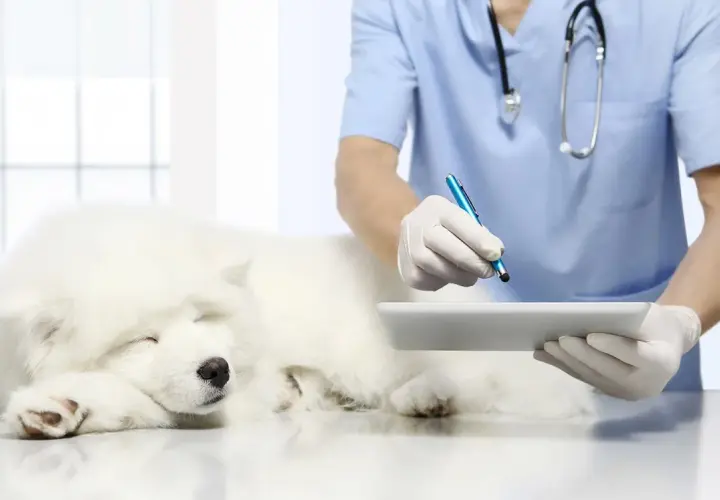 Un veterinario esamina un cane bianco addormentato, registrando dati su un tablet. Si sospetta un blocco renale nel cane.