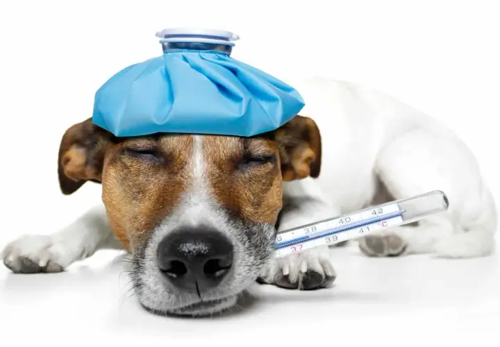 Cane con febbre, impacco freddo in testa e termometro. Cosa dargli per farlo stare meglio?