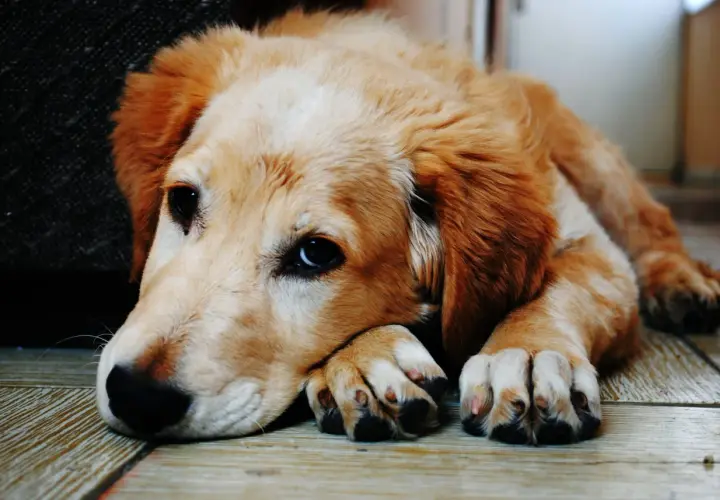 Un cucciolo di Golden Retriever con occhi tristi, sdraiato sul pavimento, sembra che stia male, forse quando il cane vomita.
