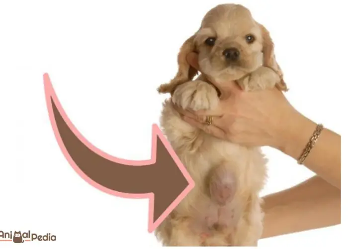 Cucciolo di cane con ernia ombelicale visibile.