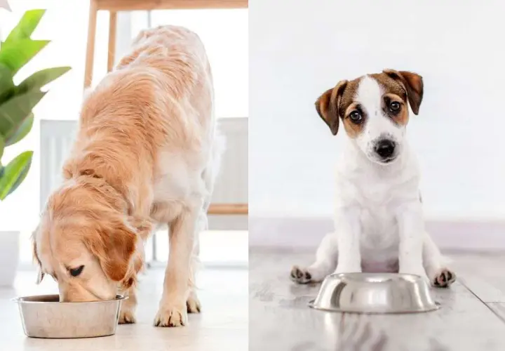 Golden retriever mangia, cucciolo di Jack Russell aspetta vicino alla ciotola. Cibo per cane con struvite.