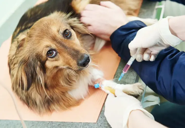 Cane con flebo alla zampa, forse per curare i parassiti.