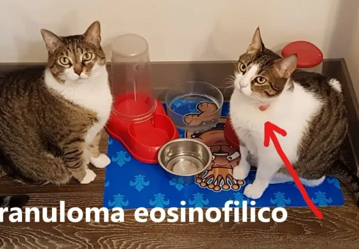 Gatto con segno rosso sul collo, forse indicativo di un granuloma eosinofilo.