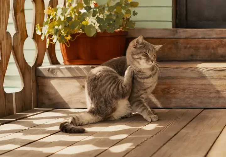 Gatto tigrato si gratta, forse per le uova di pulci come riconoscerle. Si trova su una veranda di legno con un vaso di fiori.