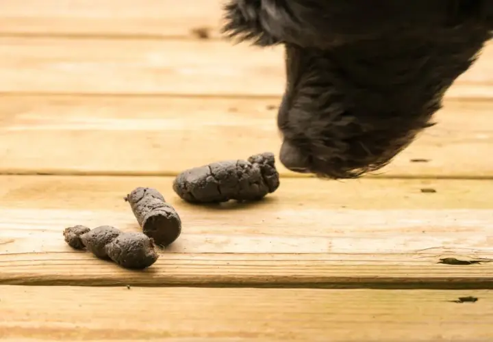 Feci nere di cane, un segno preoccupante che potrebbe indicare insufficienza renale.
