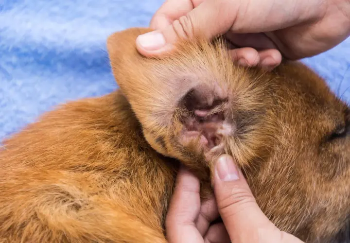 Orecchio di un cucciolo con segni di otite. Si notano arrossamento e secrezioni, possibili sintomi da non sottovalutare.