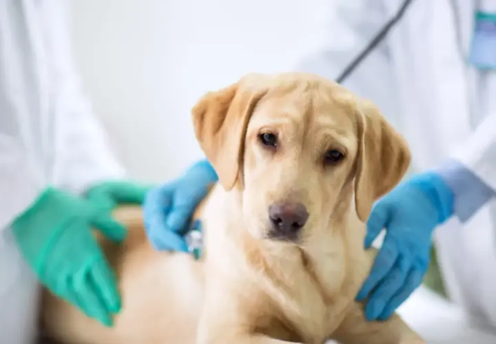 Un cane giovane, forse in fase di cambio denti, viene visitato dal veterinario. Si indaga sulla causa della diarrea.