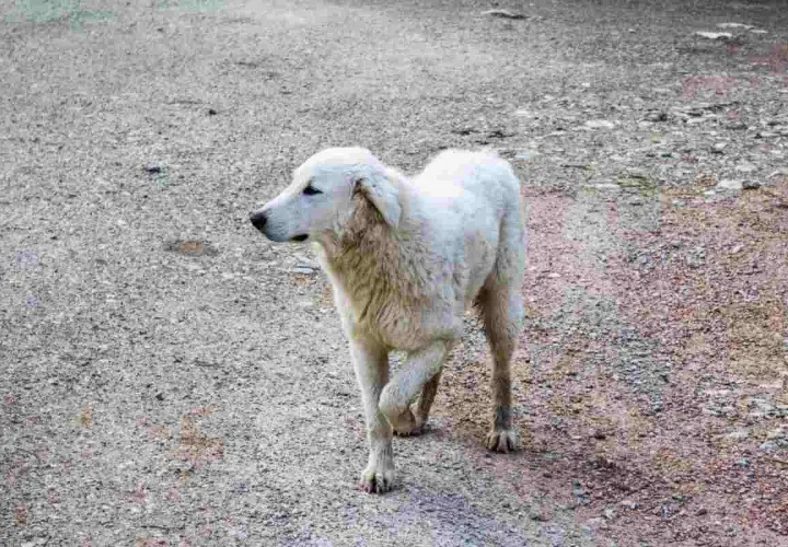 Un cane bianco zoppica con la zampa anteriore sollevata, camminando su un terreno ghiaioso.