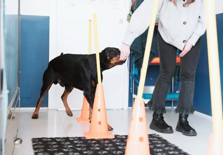 Un Dobermann nero e focato si allena in un percorso di agility, parte di un percorso di fisioterapia per cani.