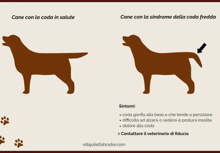 Cane con coda sana e cane con sindrome della coda fredda, con sintomi di infezione coda cane.