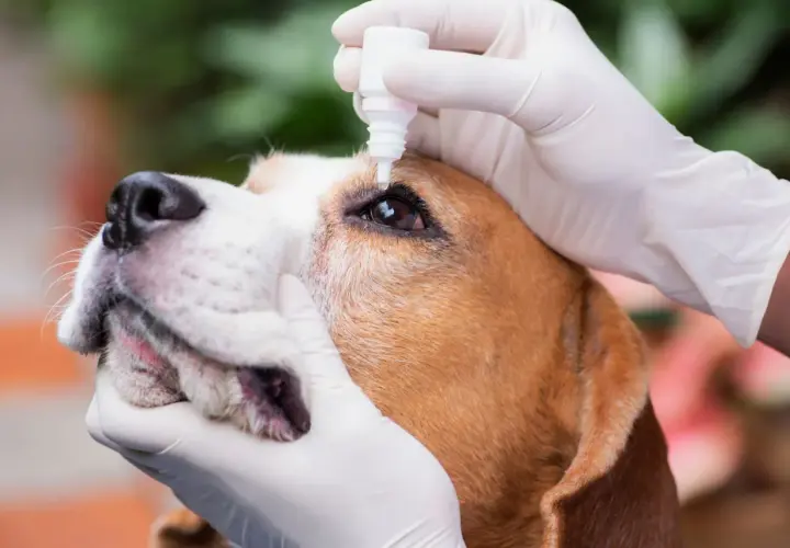 Mani guantate somministrano collirio a un cane beagle, forse per un igroma o un'altra condizione oculare.
