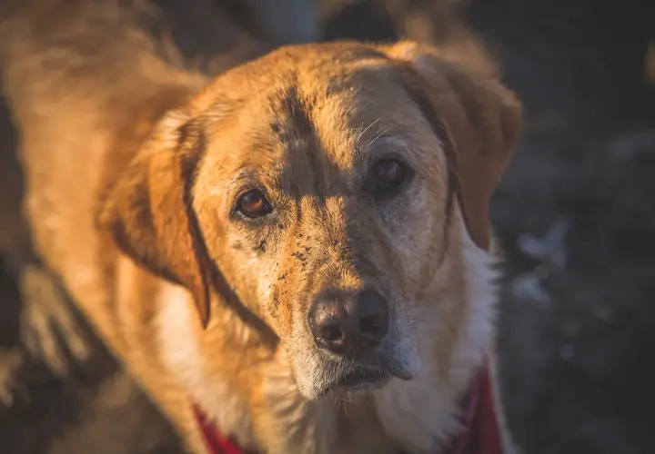 Primo piano di un cane marrone con terra sul muso, forse un po' di stafilococco cane.