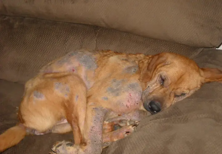 Cane con evidenti lesioni cutanee e perdita di pelo, probabile demodicosi. Riposa su un divano marrone.