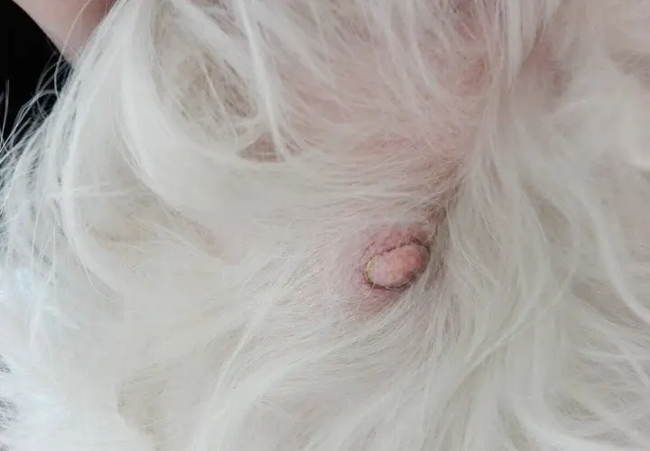 Un nodulo sul ventre di un cane bianco. La pelle è arrossata e il nodulo ha una superficie irregolare.