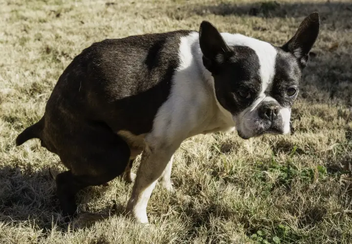 Boston Terrier con difficoltà, forse un cane stitico cosa fare? Osserva il suo sguardo preoccupato sull'erba secca.