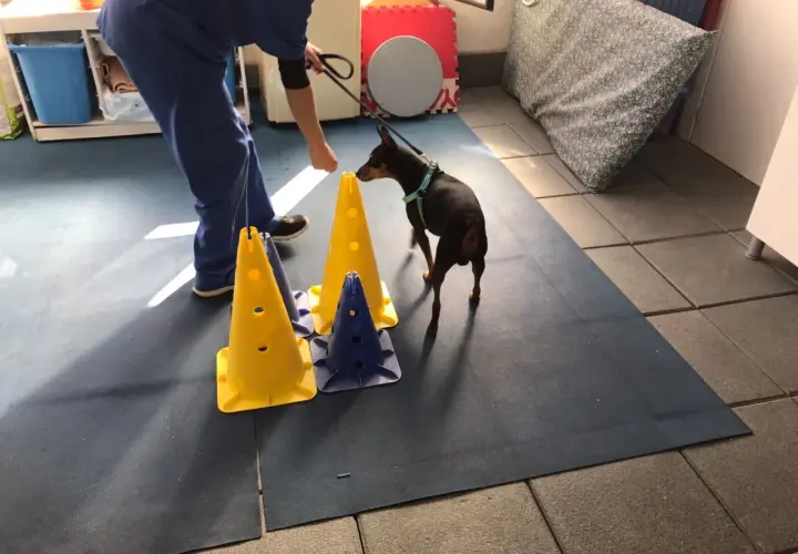 Un cane in riabilitazione per ernia cervicale esegue un percorso con coni colorati, guidato da un terapista.
