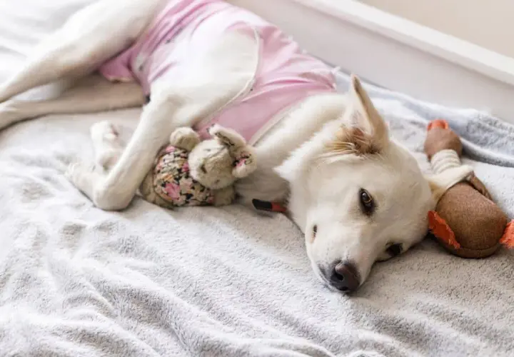 Cane bianco con indosso un camice post-operatorio rosa, riposa con i suoi peluche dopo la mastectomia.