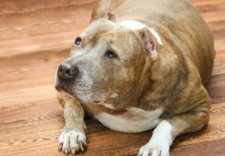 Un cane di razza Pitbull, con un leggero gonfiore alla zampa, giace sul pavimento di legno.