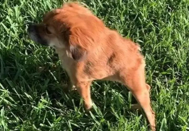 Cane con pelo fulvo in erba verde, con una postura che suggerisce una **postura antalgica cane**.